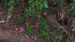 Stylidium productum