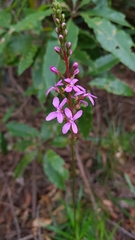 Stylidium productum
