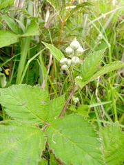 Rubus