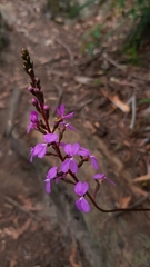 Stylidium productum