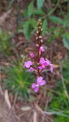 Stylidium productum