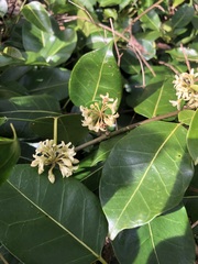 Leichhardtia rostrata