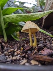 Leucocoprinus birnbaumii