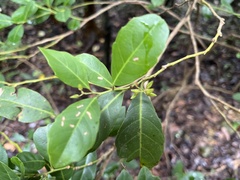 Itea