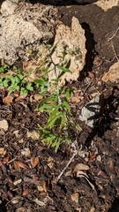 Pseudognaphalium