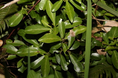 Psychotria daphnoides