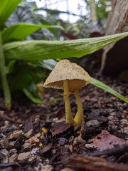 Leucocoprinus birnbaumii