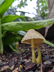 Leucocoprinus birnbaumii