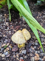 Leucocoprinus birnbaumii