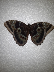 Morpho helenor montezuma