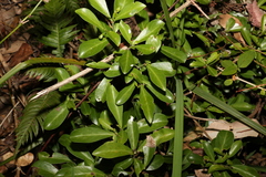 Psychotria daphnoides