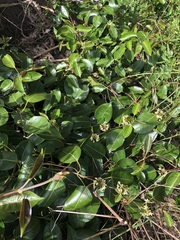 Leichhardtia rostrata