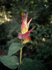 Salvia fulgens
