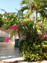 Bougainvillea