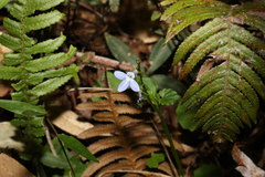 Lobelia trigonocaulis