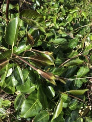 Leichhardtia rostrata