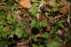 Lobelia trigonocaulis