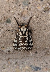 Lophocampa ingens