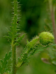 Papaver rhoeas