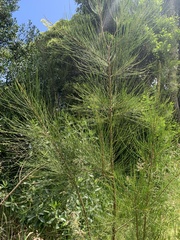 Casuarina