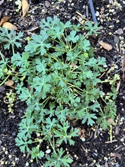 Callirhoe involucrata