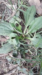 Plantago major