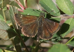Piruna pirus