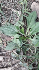 Plantago major