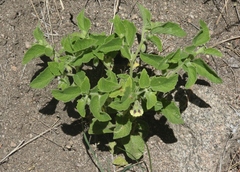 Physalis heterophylla