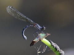 Heliocypha bisignata