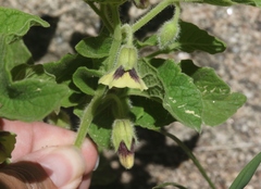 Physalis heterophylla