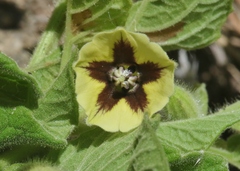 Physalis heterophylla