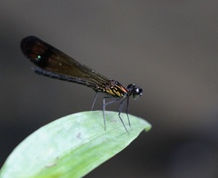 Heliocypha bisignata