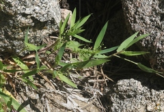 Dichanthelium