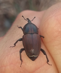 Sphenophorus crassus