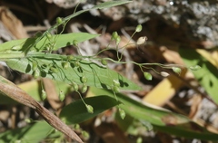 Dichanthelium