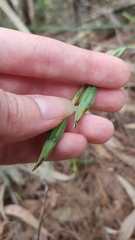Calochilus