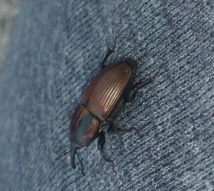 Sphenophorus crassus