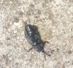 Sphenophorus crassus