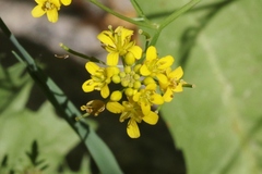 Rorippa sylvestris