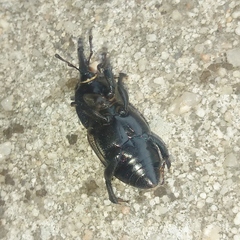 Sphenophorus crassus