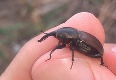 Sphenophorus crassus