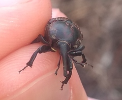 Sphenophorus crassus