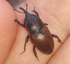 Sphenophorus crassus