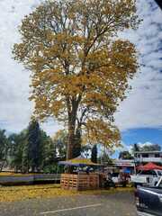 Handroanthus chrysotrichus