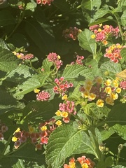 Lantana camara