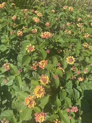 Lantana camara