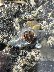 Calcinus laevimanus