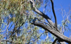 Todiramphus sanctus sanctus