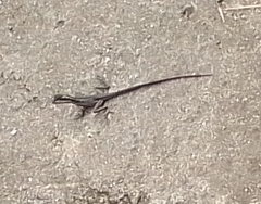 Basiliscus basiliscus